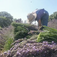 Load image into Gallery viewer, Desert Lavender Botanical Fragrance by Los Poblanos Farm