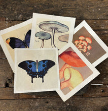 Load image into Gallery viewer, Green Luna Moth Art Print
