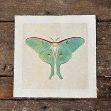 Load image into Gallery viewer, Green Luna Moth Art Print
