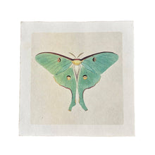 Load image into Gallery viewer, Green Luna Moth Art Print
