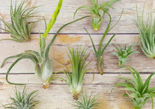 Load image into Gallery viewer, Mud &amp; Maker Ceramic Cone + Air Plant
