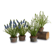 Load image into Gallery viewer, Grape Hyacinth Pot
