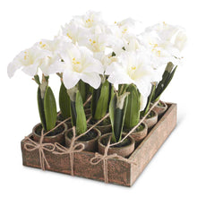 Load image into Gallery viewer, Mini Amaryllis Pots - Red or White
