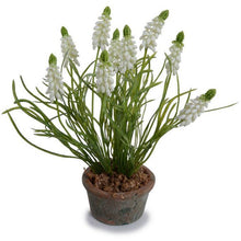 Load image into Gallery viewer, Grape Hyacinth Pot
